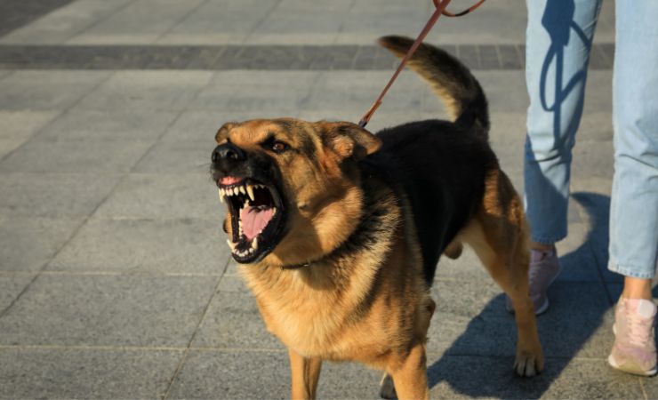 Jacksonville Dog Bite Lawyer